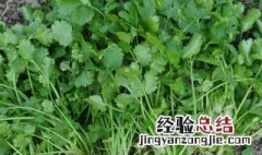 香菜怎么种植 香菜种植技巧