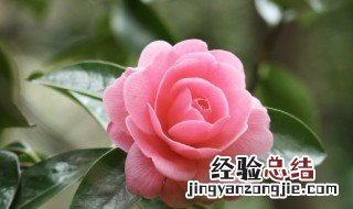 茶花落叶的救治方法 关于茶花落叶的救治方法