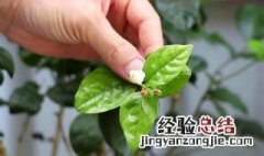 茉莉花的繁殖方法 关于茉莉花的繁殖方法