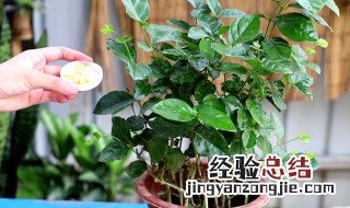 茉莉花繁殖方法 怎样繁殖茉莉花