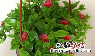 铜钱吊兰的养殖方法 铜钱吊兰怎么养