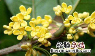 桂花嫁接时间和方法教程 桂花嫁接有几种方法