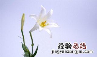 闺蜜过生日送什么花 送百合花最好