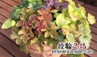 矾根籽怎么种 矾根买回来怎么种