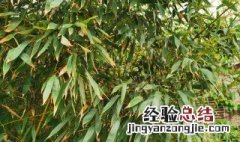 竹子怎么种植方法 动森竹子怎么种植方法