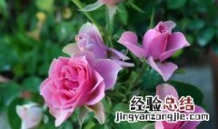 月季花叶子发黄掉叶是怎么回事 月季花叶子变黄掉叶怎么回事