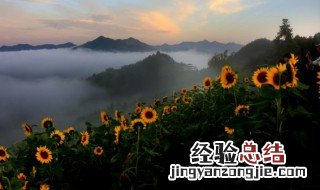 葵花籽怎么种植方法图解 葵花籽怎么种植方法