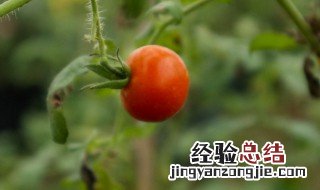 西红柿种植方法和时间 西红柿种植方法和时间 安徽