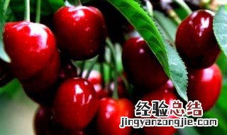 樱桃种子怎么种植方法图解 樱桃种子怎么种植方法