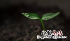 某些植物的生长与月亮有关吗 月亮对植物的生长有什么影响