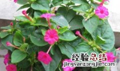 胭脂花怎么种植方法 胭脂花怎么种