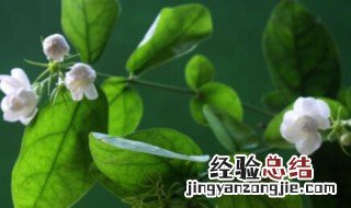 茉莉叶子发黄浇醋行吗 茉莉叶子发黄怎么办?