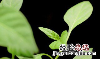 牙苗菜的种植方法需要施肥吗 牙苗菜的种植方法