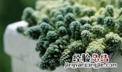 景天盆栽方法 怎么用盆栽养景天