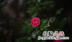 茶花养殖方法和注意事项介绍 茶花养殖