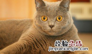 梦见猫咪 梦见猫咪死亡