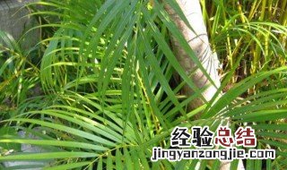 散尾葵叶子发黄枯萎 散尾葵叶子枯黄是怎么回事