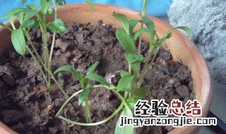 花盆沤肥方法 花盆沤肥方法是什么