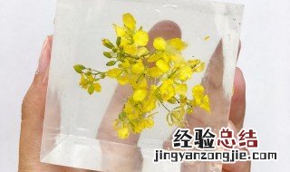 植物标本的制作方法有哪些 植物标本的制作方法