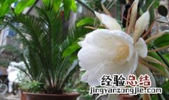 昙花可以吃吗有什么作用 吃昙花有什么好处