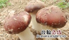 菌子怎么种植 菌子怎么种