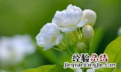 茉莉花叶枯黄落叶怎么回事 茉莉花枯黄落叶怎么办