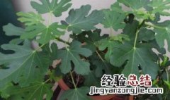 无花果叶子有点干枯了 盆栽的无花果叶子变干枯是咋回事