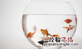 养鱼风水禁忌 养鱼风水禁忌大全