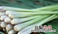 香茅草的养殖方法 香茅的养殖方法和注意事项