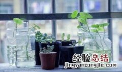 卧室如何摆放水养植物鲜花 卧室如何摆放水养植物鲜花好