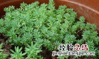 万年草的养殖方法 万年草的养殖方法和技术