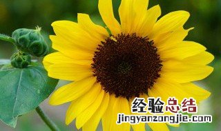 向日葵的种植步骤过程 向日葵的种植步骤以及过程