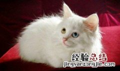 养猫风水禁忌有哪些 养猫风水禁忌