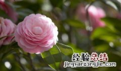 花起腻虫怎么办小妙招 木槿花起腻虫怎么办小妙招