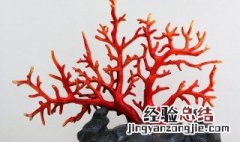 红珊瑚绿植怎么养 红珊瑚植物养殖方法