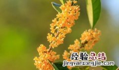 月桂花的养殖方法和技术 月桂花的养殖方法