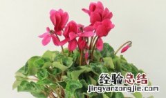 仙来客花的养殖方法 仙来客的花卉图片