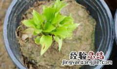 青叶玉簪花开什么颜色的花 青叶玉簪花养殖方法