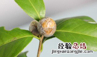 茶花盆栽的养殖方法 茶花盆栽的养殖方法和注意事项