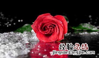 两朵红玫瑰花代表什么意思 两朵红玫瑰花代表啥意思