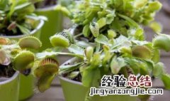 种植捕蝇草要注意什么 捕蝇草的养殖方法和注意事项