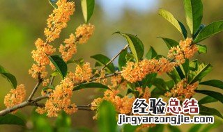 桂花树不死不活怎么办 桂花树不死不活地方解决办法