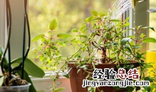 观叶植物的冬季管理等 冬季观叶的植物有哪些