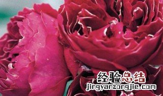 紫袍玉带月季养殖方法图解 紫袍玉带月季养殖方法