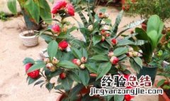 杜鹃山茶花怎么养家庭养法 怎么养杜鹃山茶花