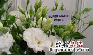 送洋桔梗代表什么意思 洋桔梗花语