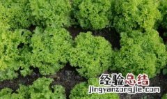 生菜种子怎么种植方法 生菜种子怎么种植方法视频