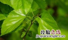 桑叶茶怎么制作方法窍门 桑叶茶怎么制作方法