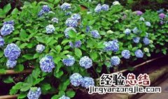 变色绣球花养殖方法 变色绣球花养殖方法视频