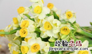 二代水仙花的养殖方法图解 二代水仙花的养殖方法